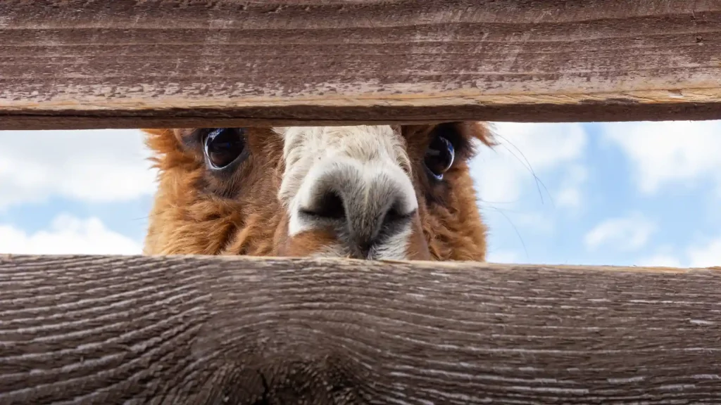 GPS for animal tracking