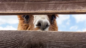GPS for animal tracking