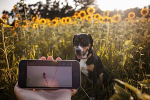 GPS tracker for pets
