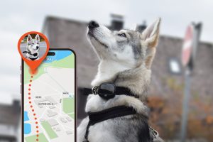are pet trackers safe. tracker with a dog