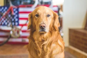 why is my dog cranky some mornings a golden retriever