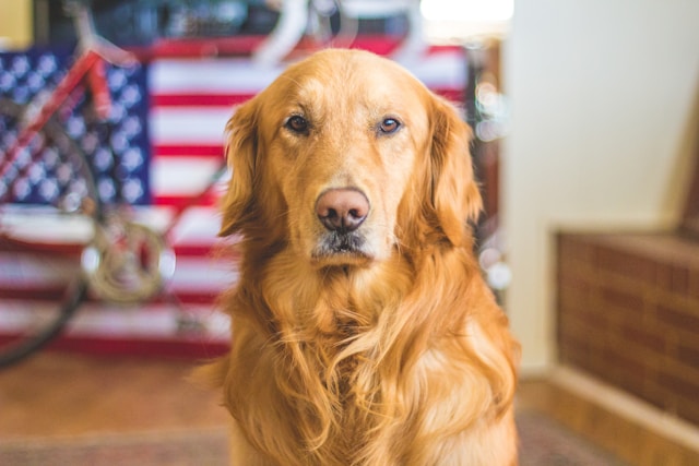 why is my dog cranky some mornings a golden retriever