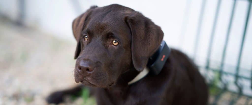 a black dog having paj gps puppy collar