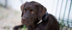 a black dog having paj gps puppy collar