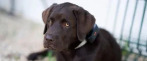 a black dog having paj gps puppy collar