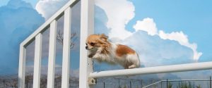 A dog trying to jump of a fence, but PAJ GPS will help you prevent dog from scaling wall