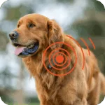 A dog with GPS collar