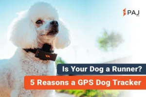 A white dog with paj gps real-time dog tracking