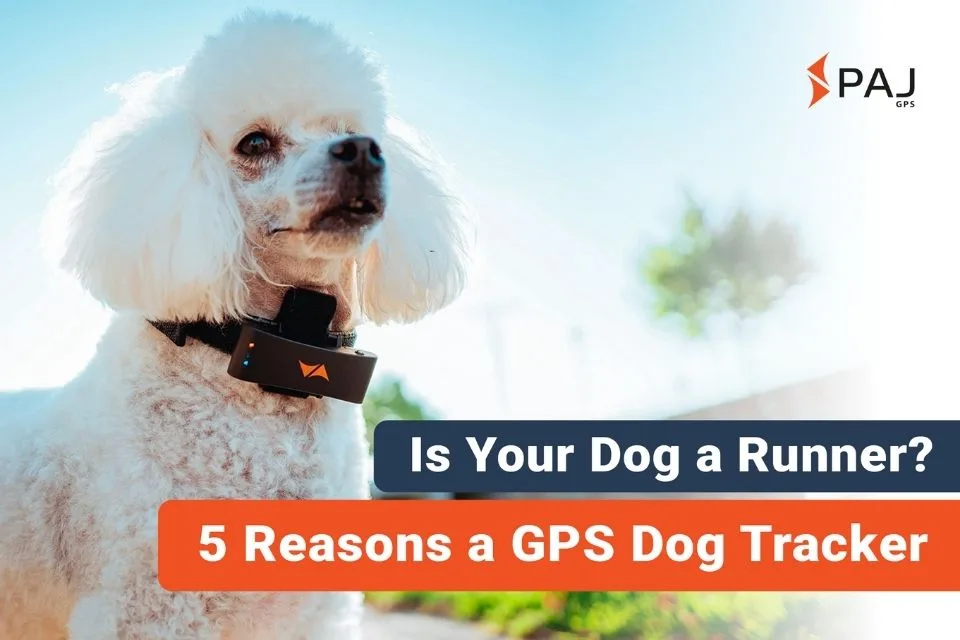 A white dog with paj gps real-time dog tracking