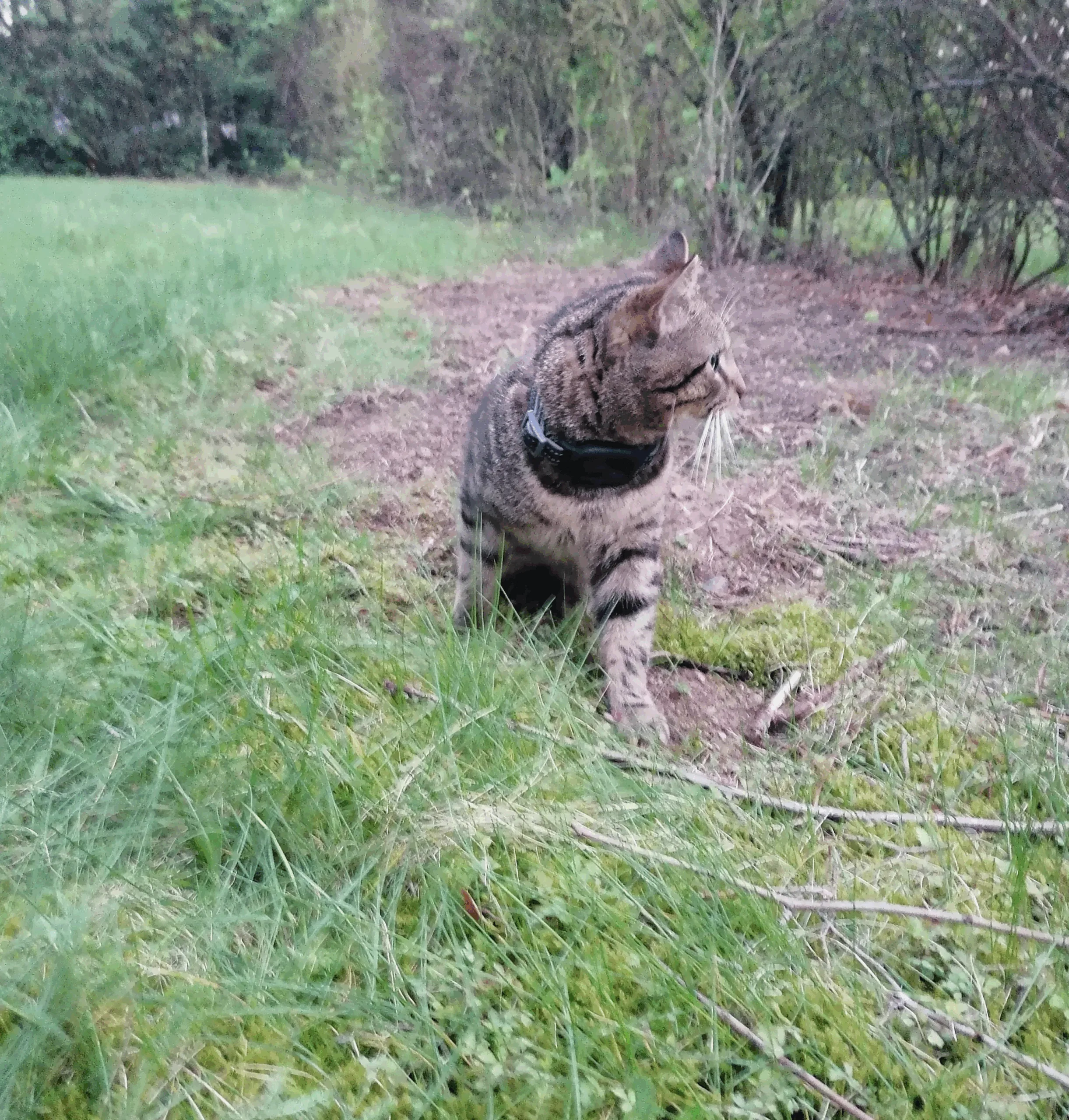 PAJ stories Lucky-Kater