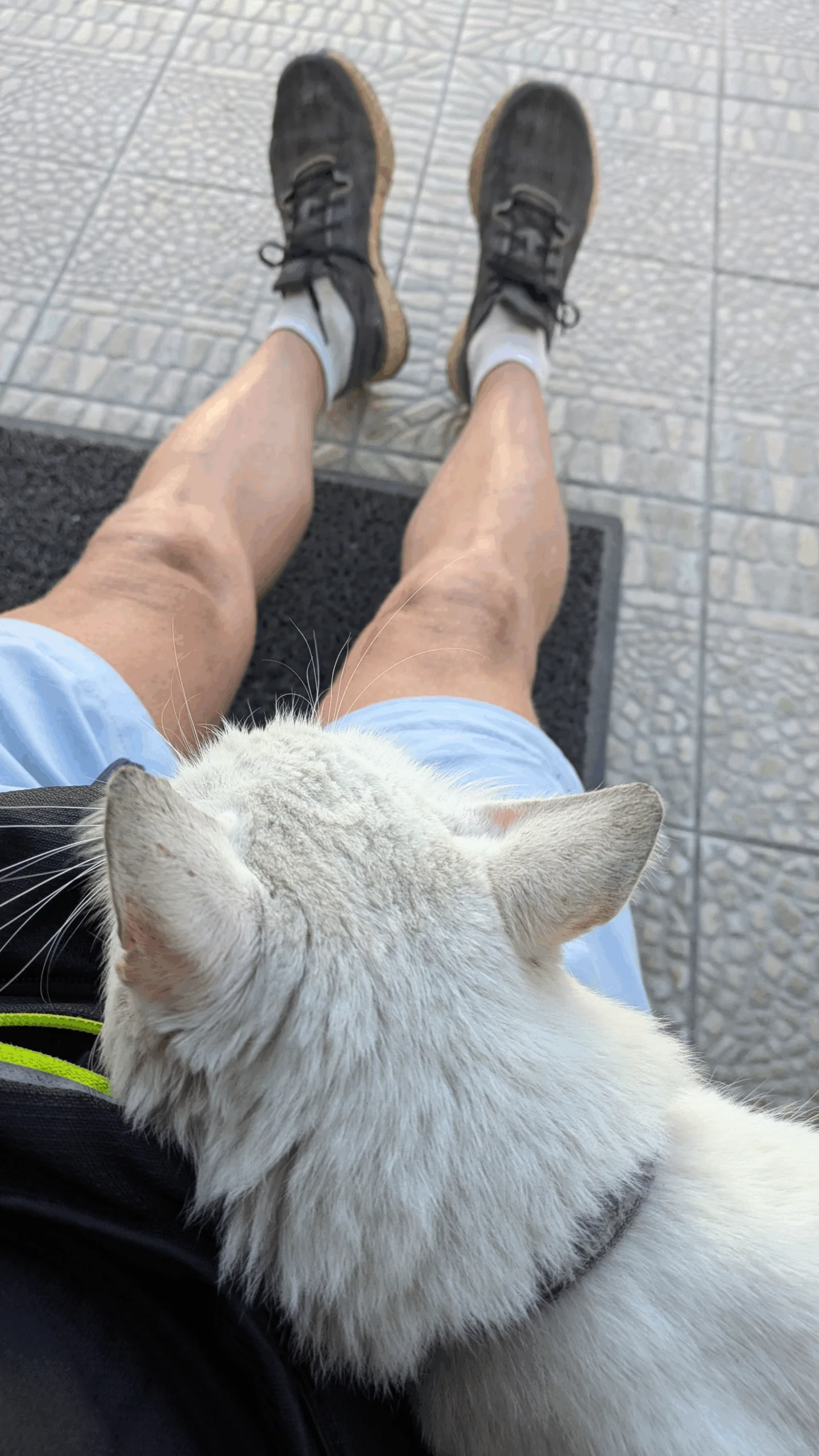 PAJ stories People finder pet Scorpion_007