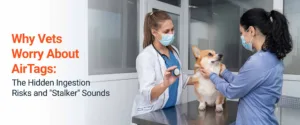 Are AirTags safe for pets? A veterinary doctor inspecting a dog who swallowed an AirTag.