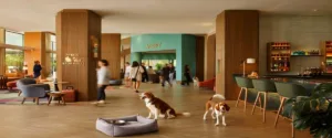 dogs sitting in Pet-Friendly Hotel Chains in the US